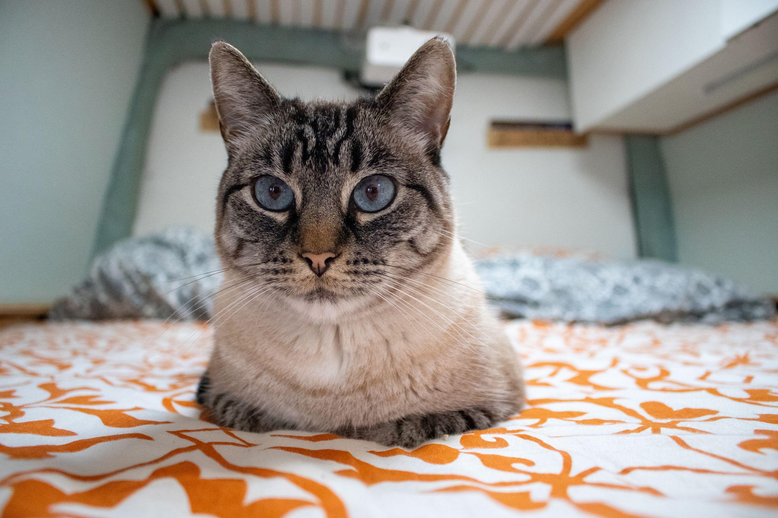 Pita